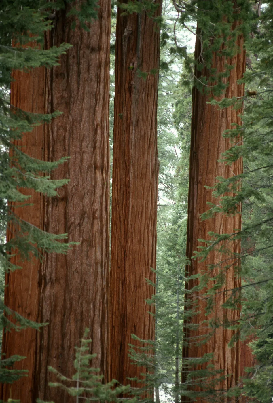 Sequoiadendron