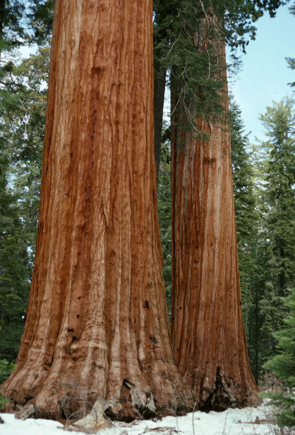 Sequoiadendron