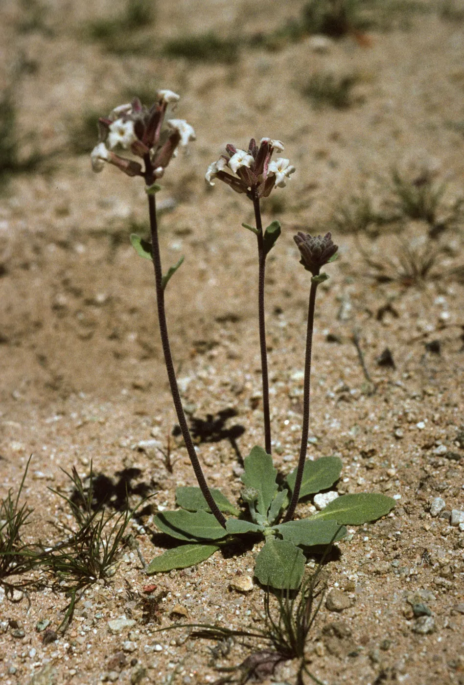 Dithyrea