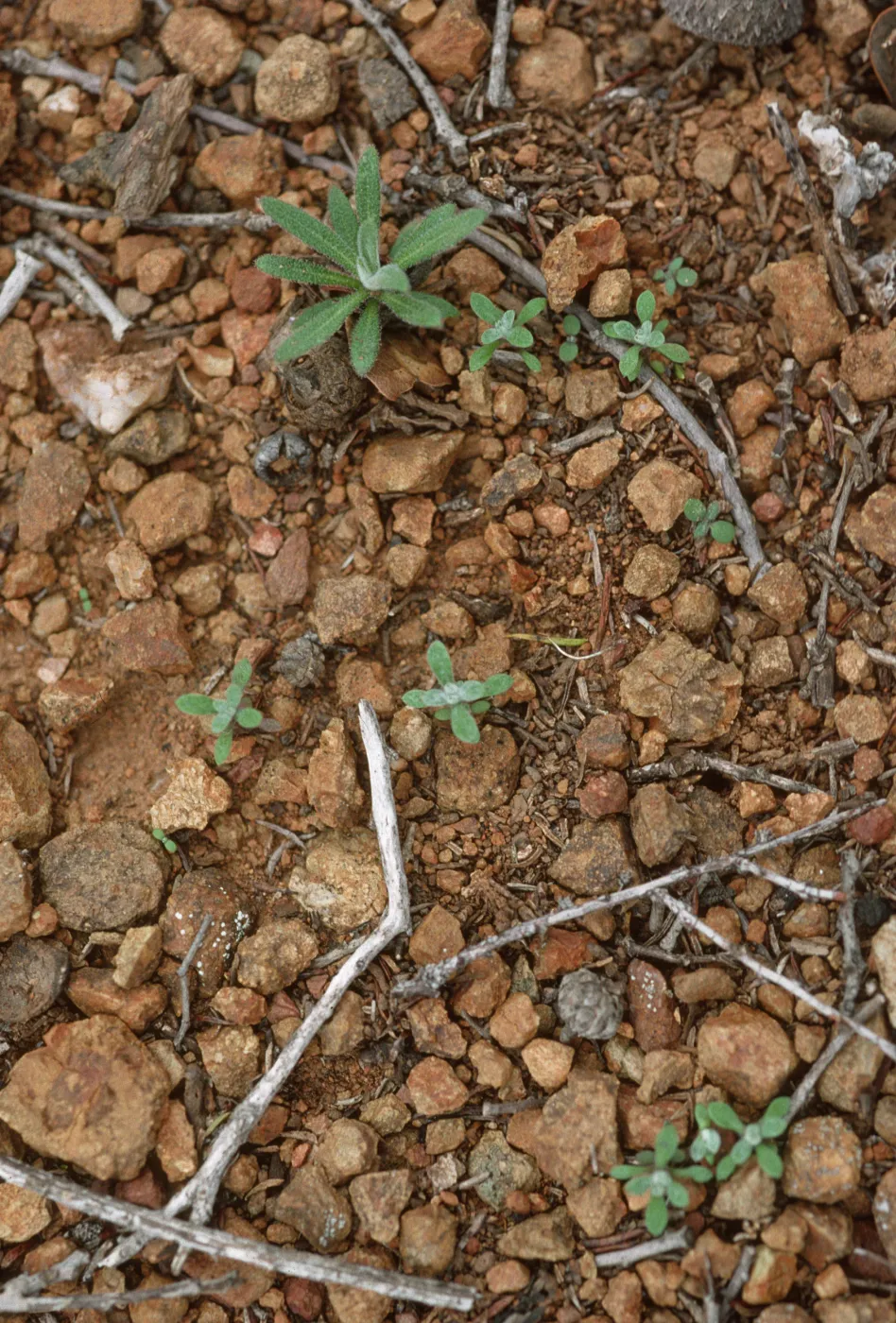 Arabis hoffmannii juveniles