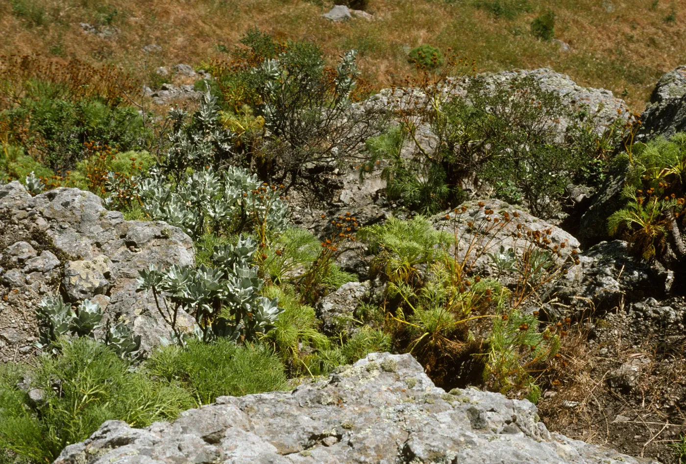 Arabis habitat