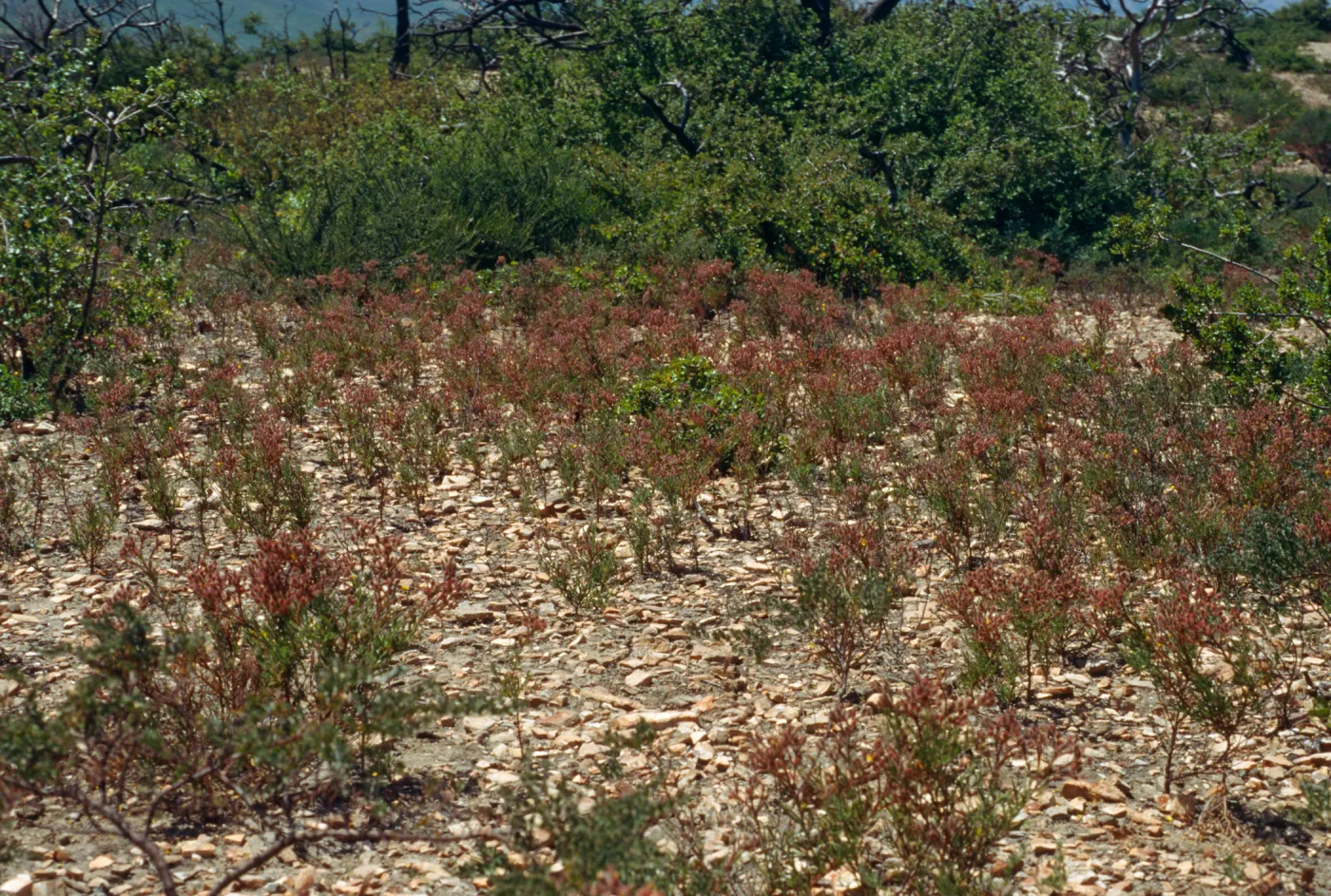 Helianthemum greenei