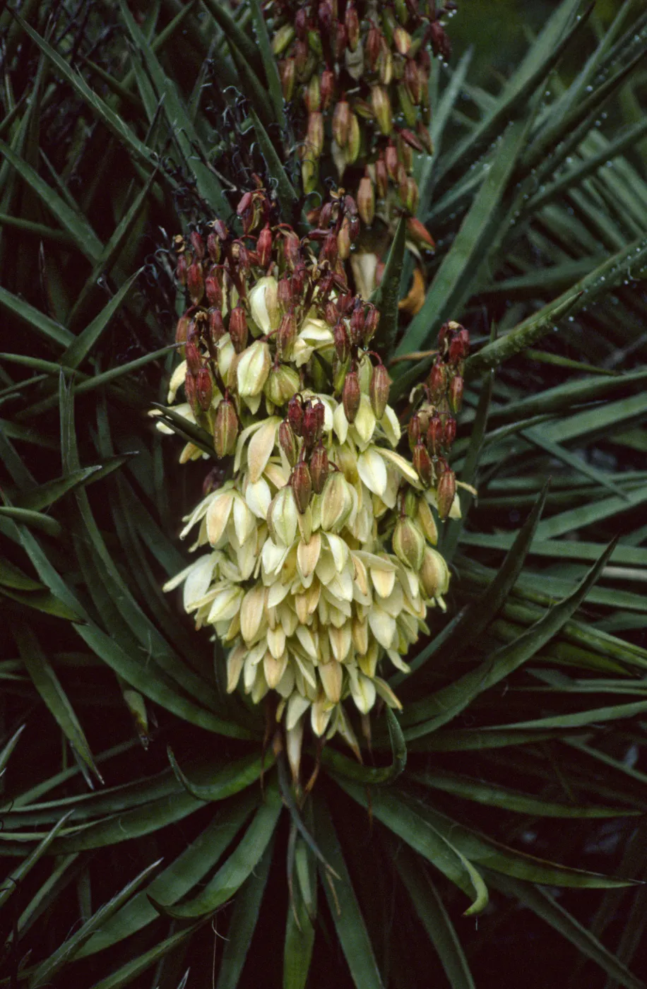 Yucca schidigera