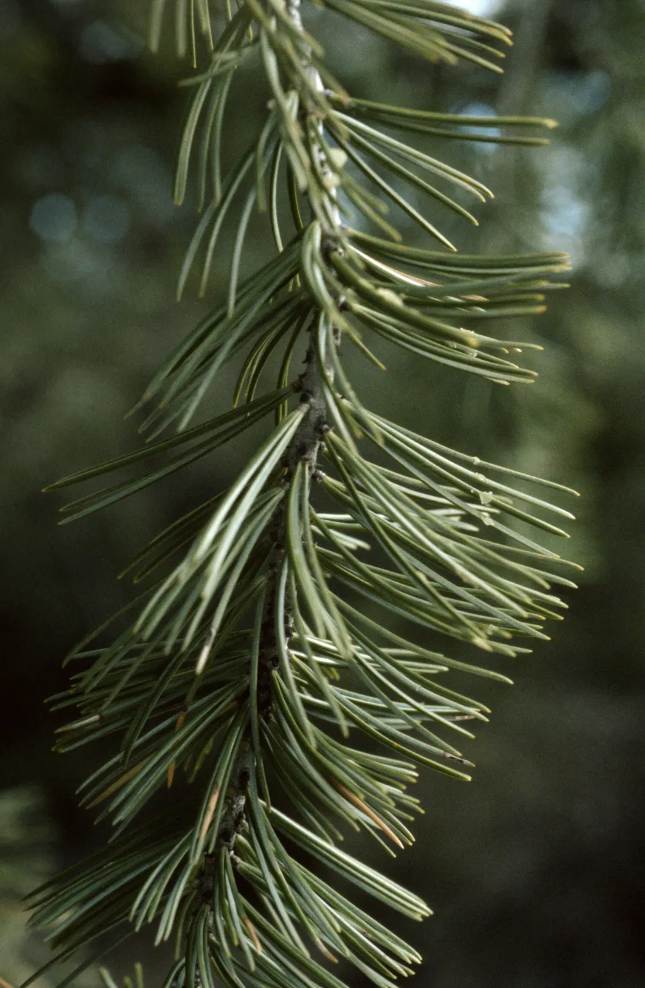 Pinus quadrifolia