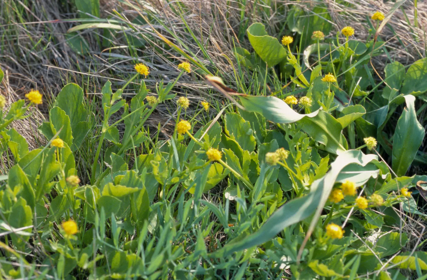 Sanicula maritima
