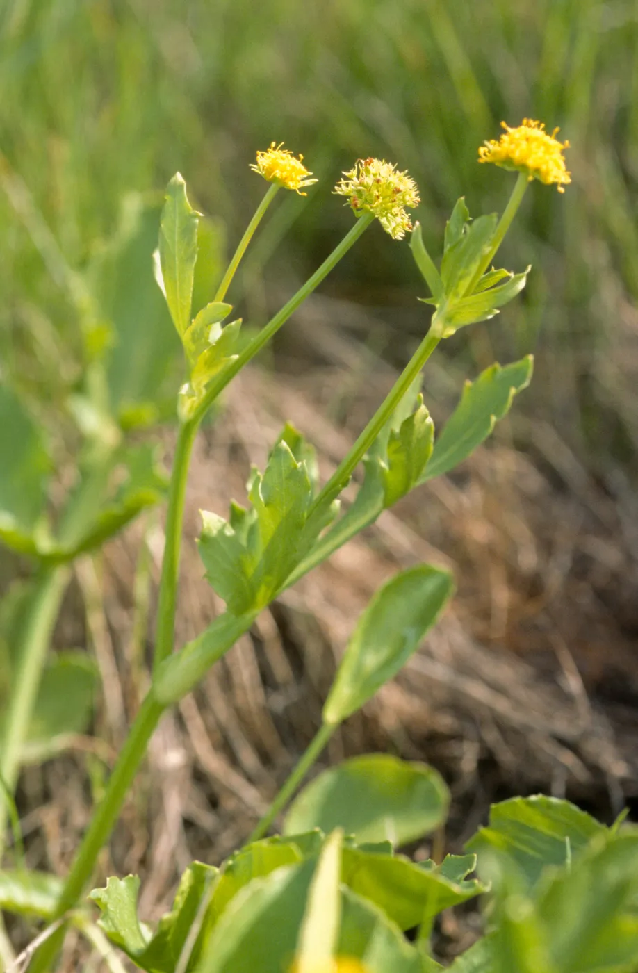 Sanicula maritima