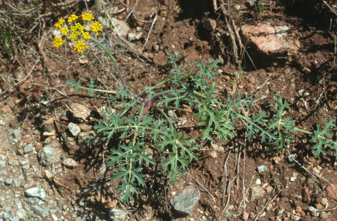 Lomatium parvifolium
