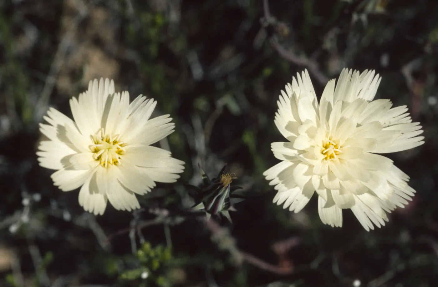Rafinesquia neomexicana