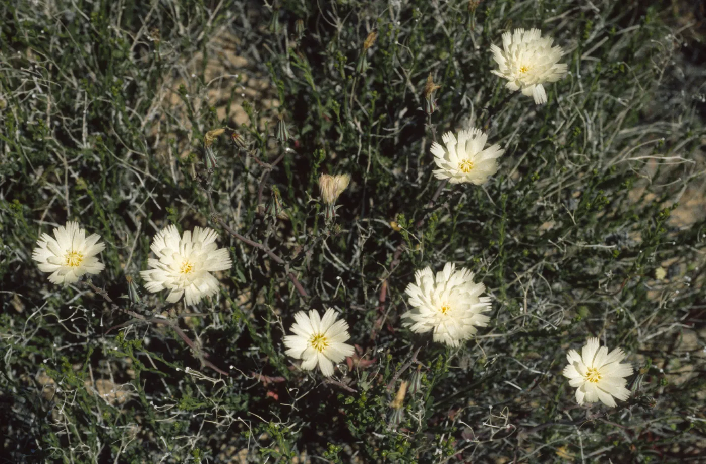 Rafinesquia neomexicana