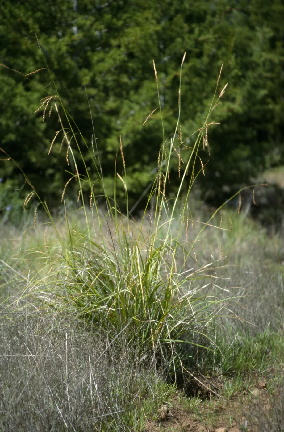 Carex obispoensis