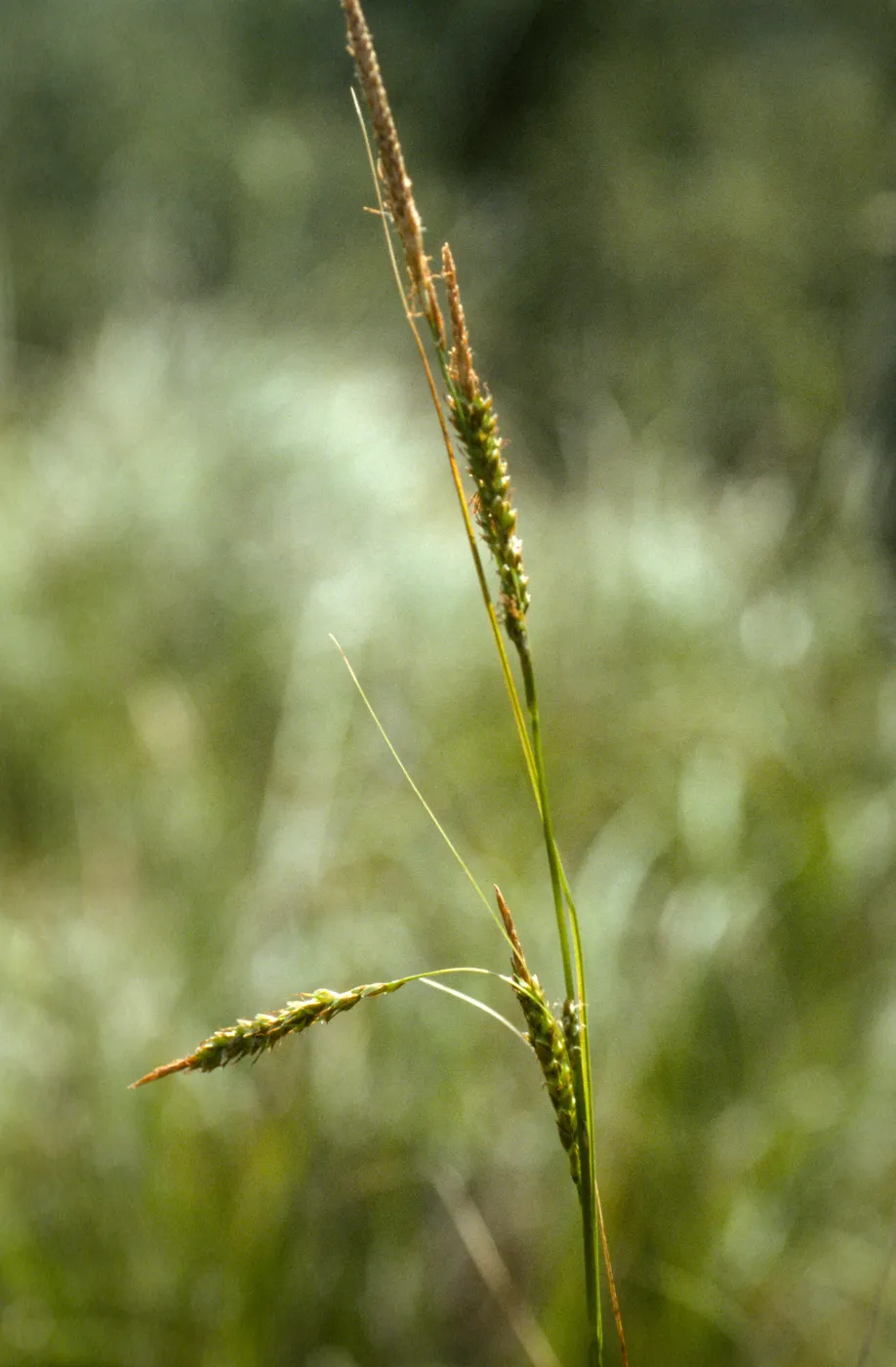 Carex obispoensis