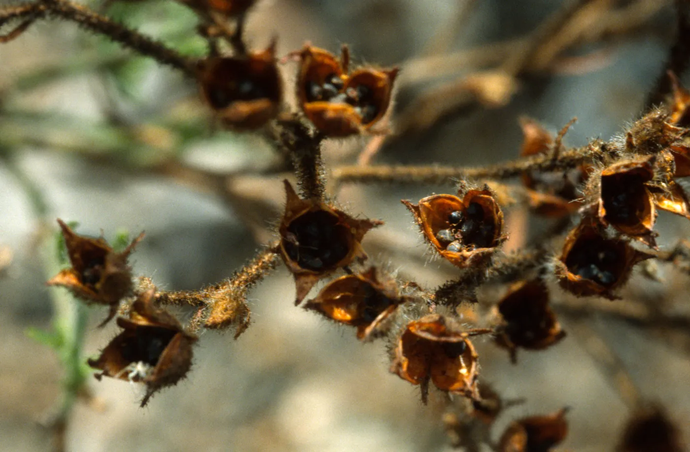 Helianthemum greenei