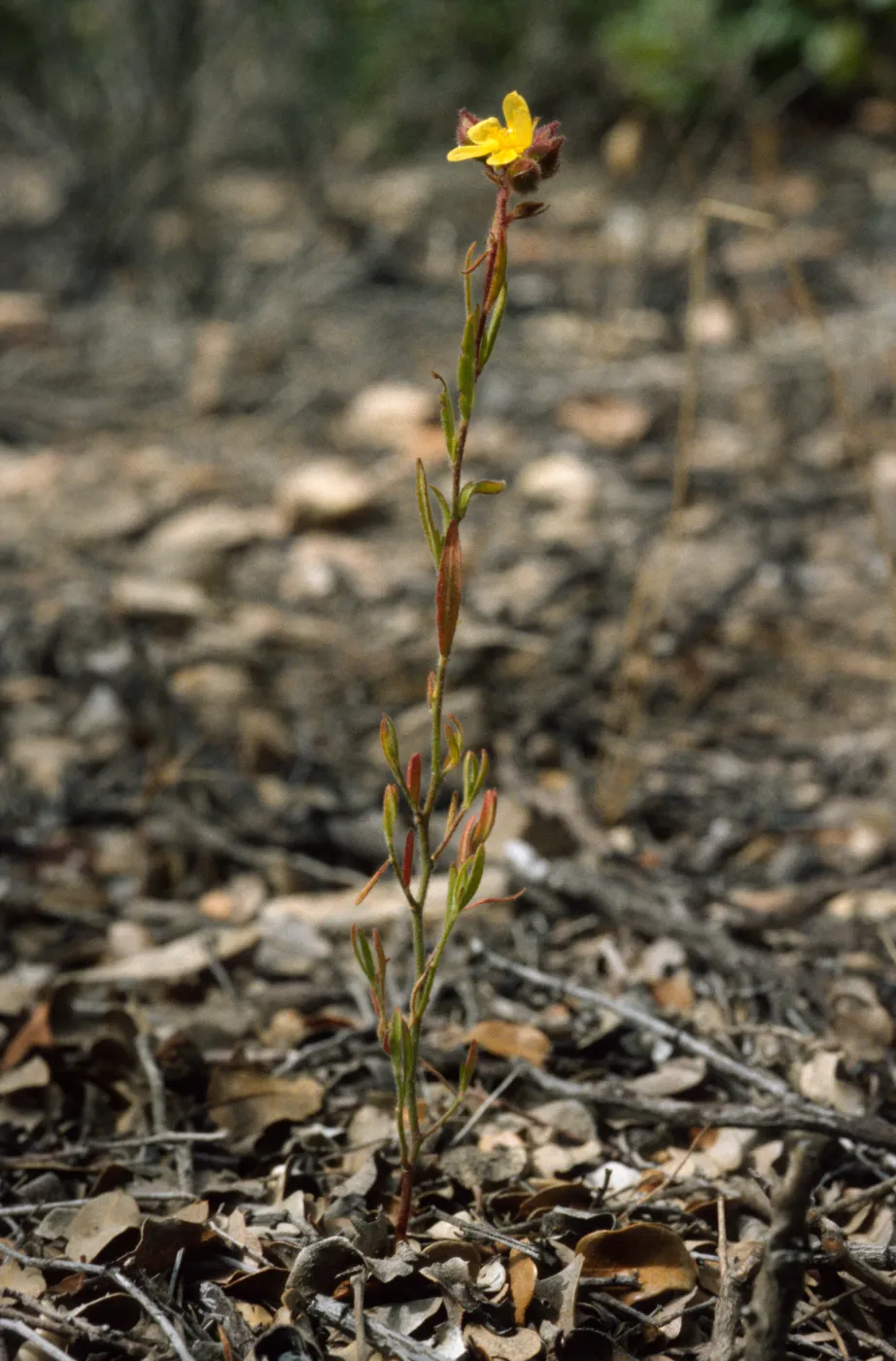 Helianthemum greenei