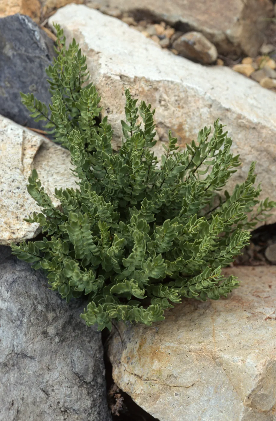 Pellaea breweri