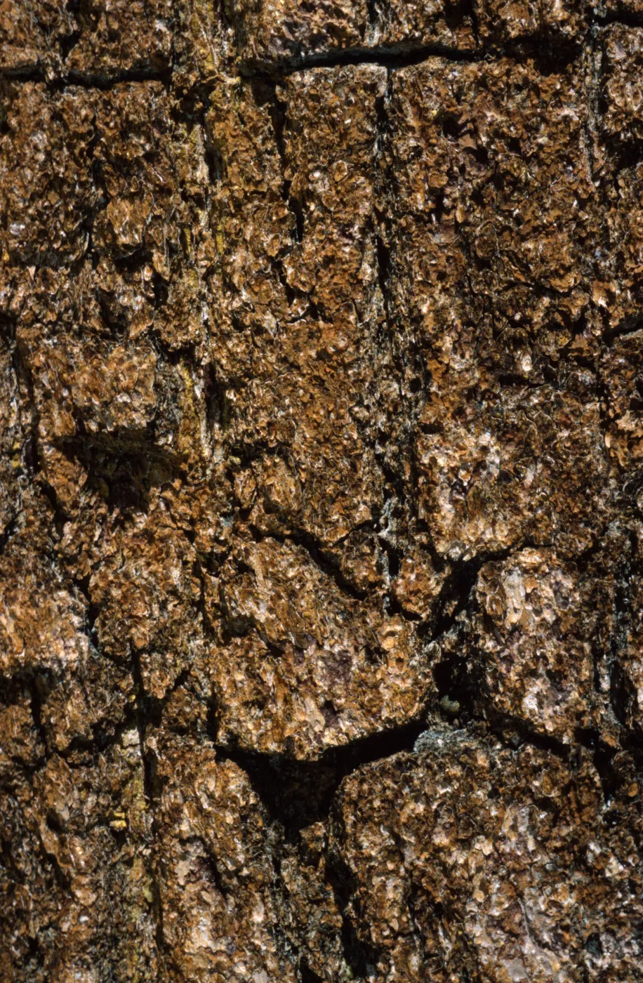 Pinus balfouriana bark
