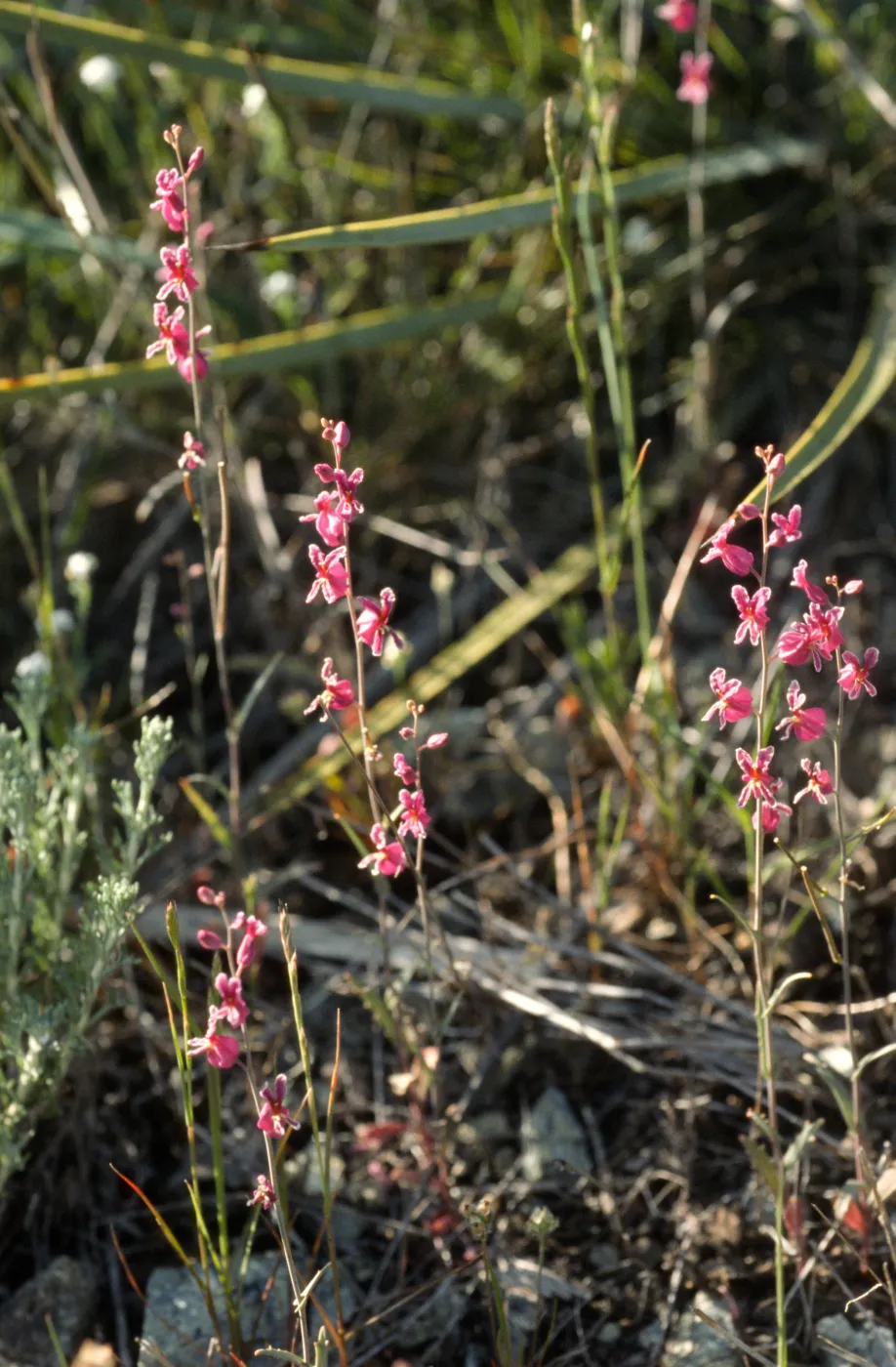 Streptanthus albidus ssp. peramoenus