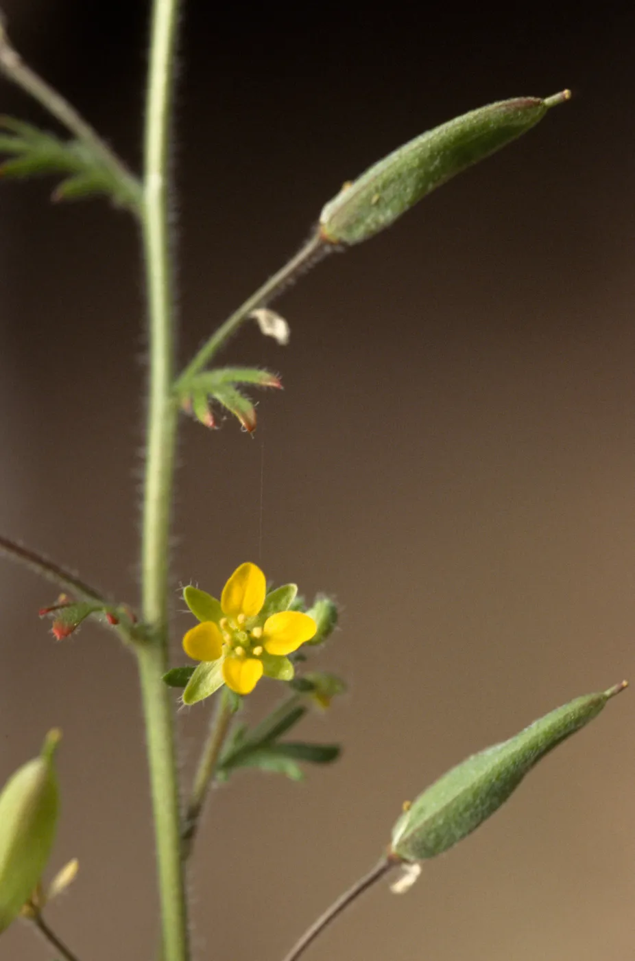 Tropidocarpum capparideum