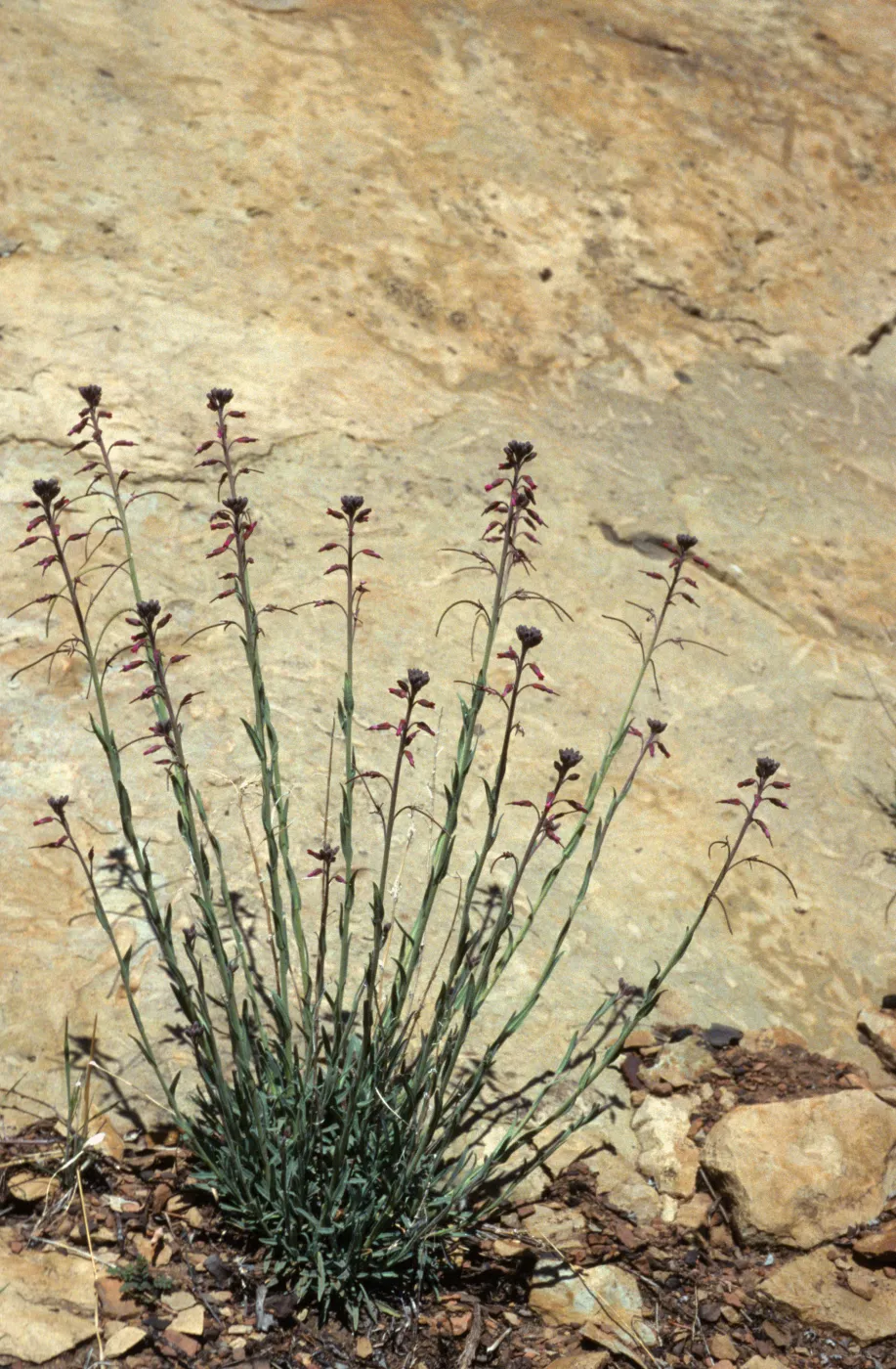 Arabis sparsiflora