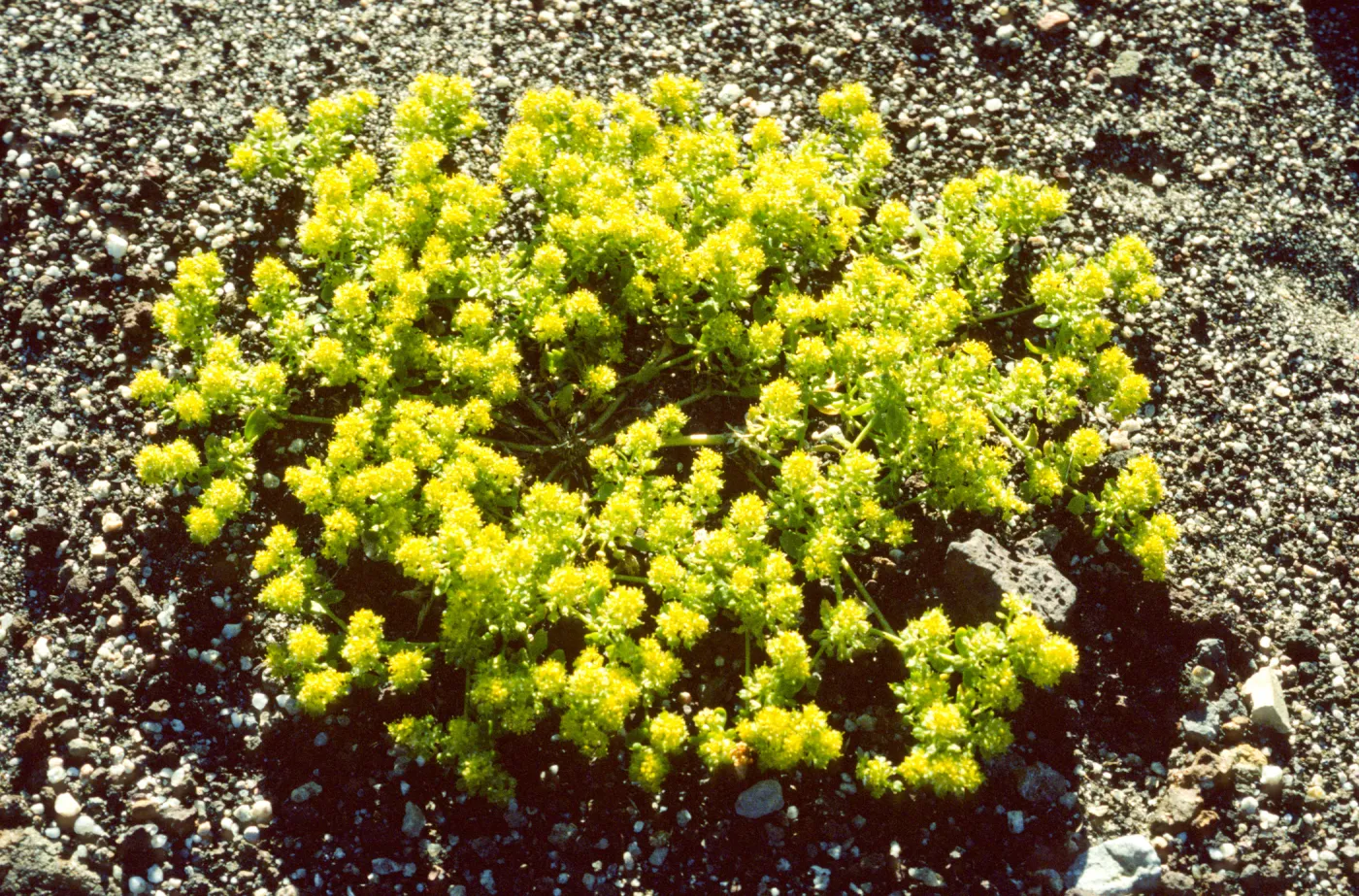 Lepidium flavum