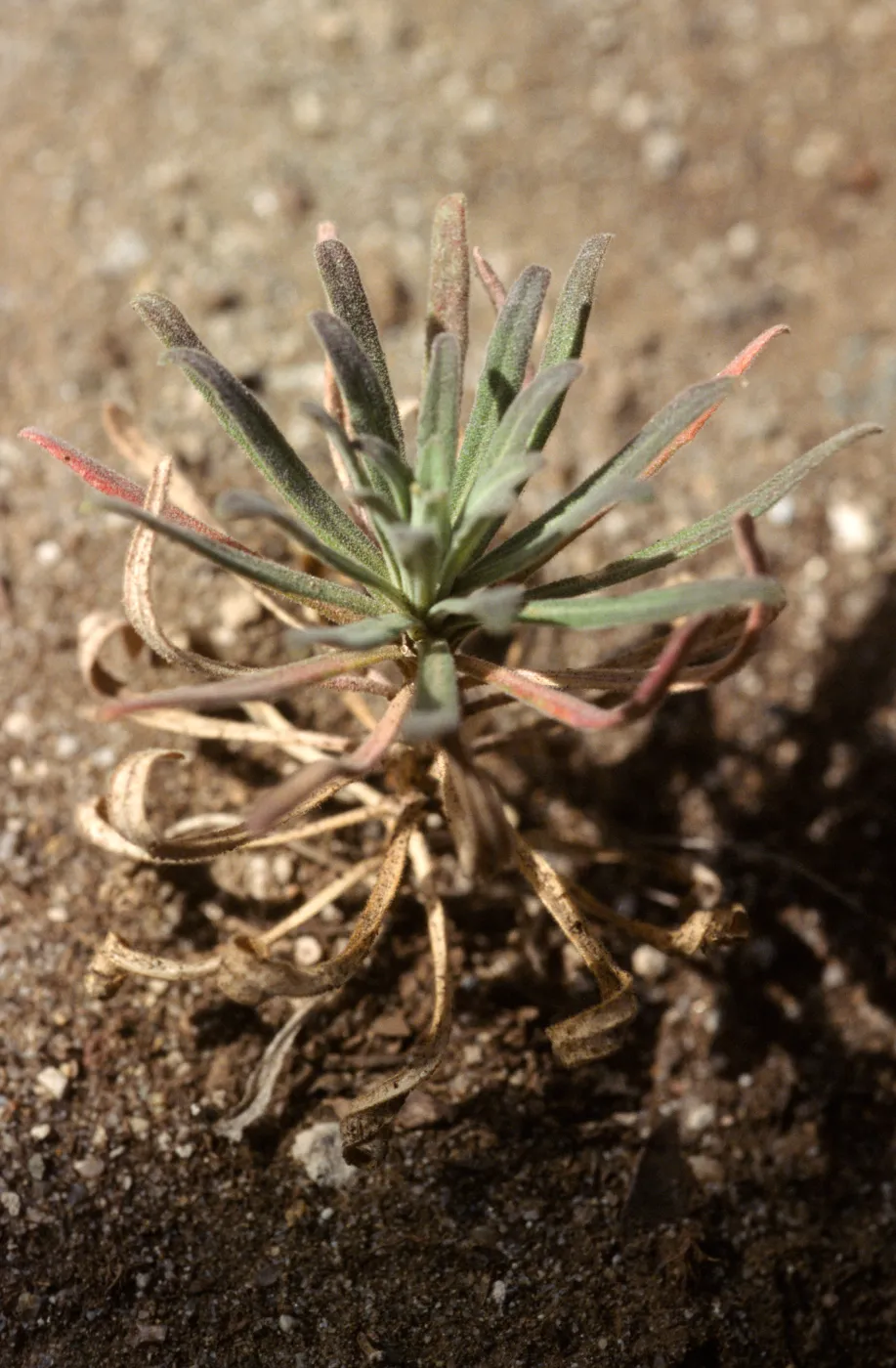Arabis hoffmannii at sixteen months