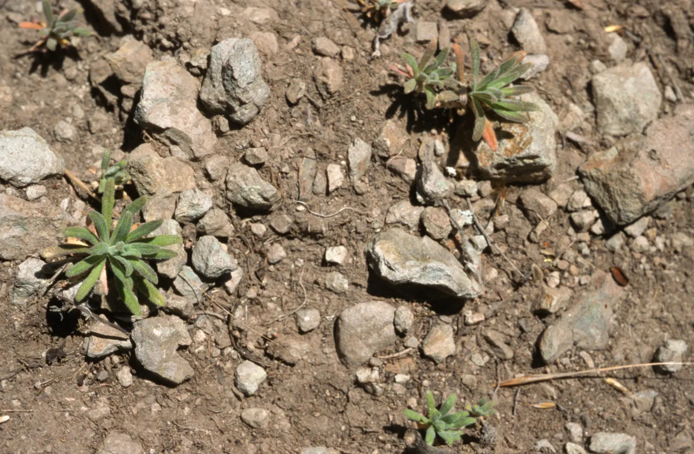 Arabis juveniles