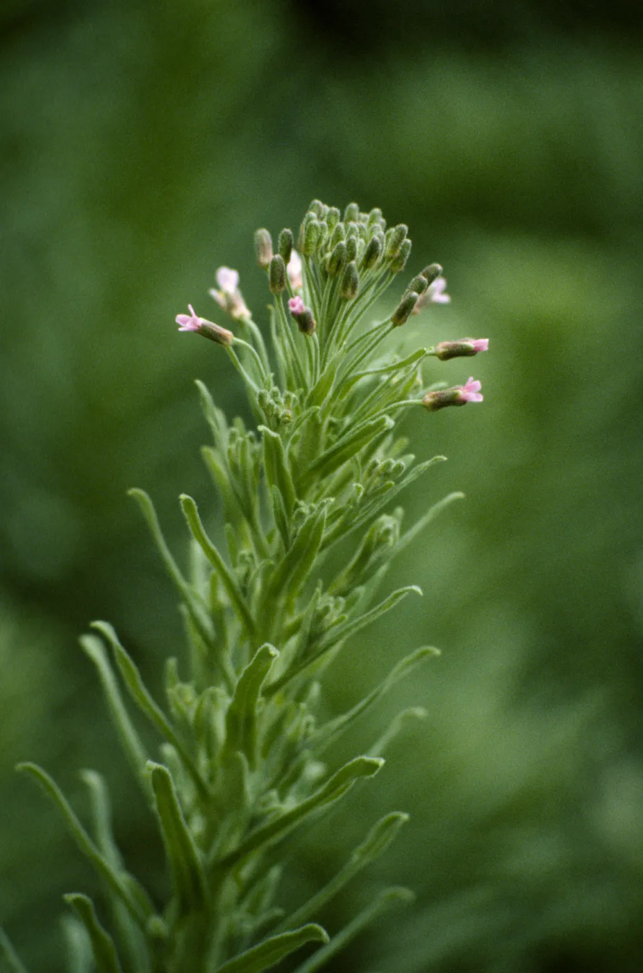 Arabis hoffmannii