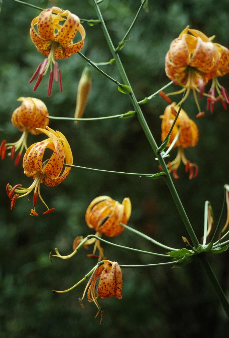 Lilium homboldii