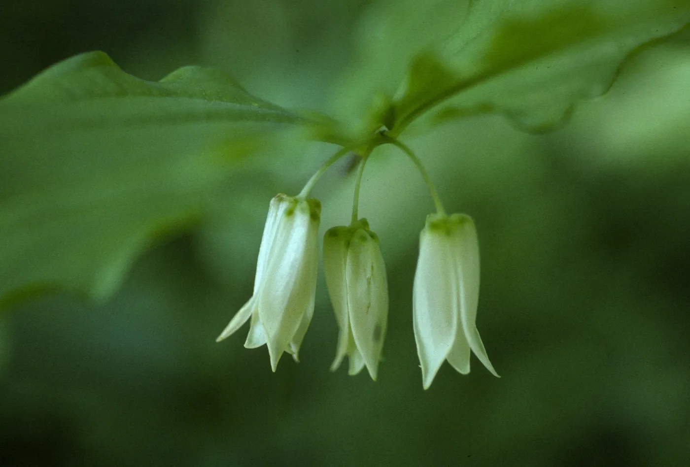 Disporum smithii