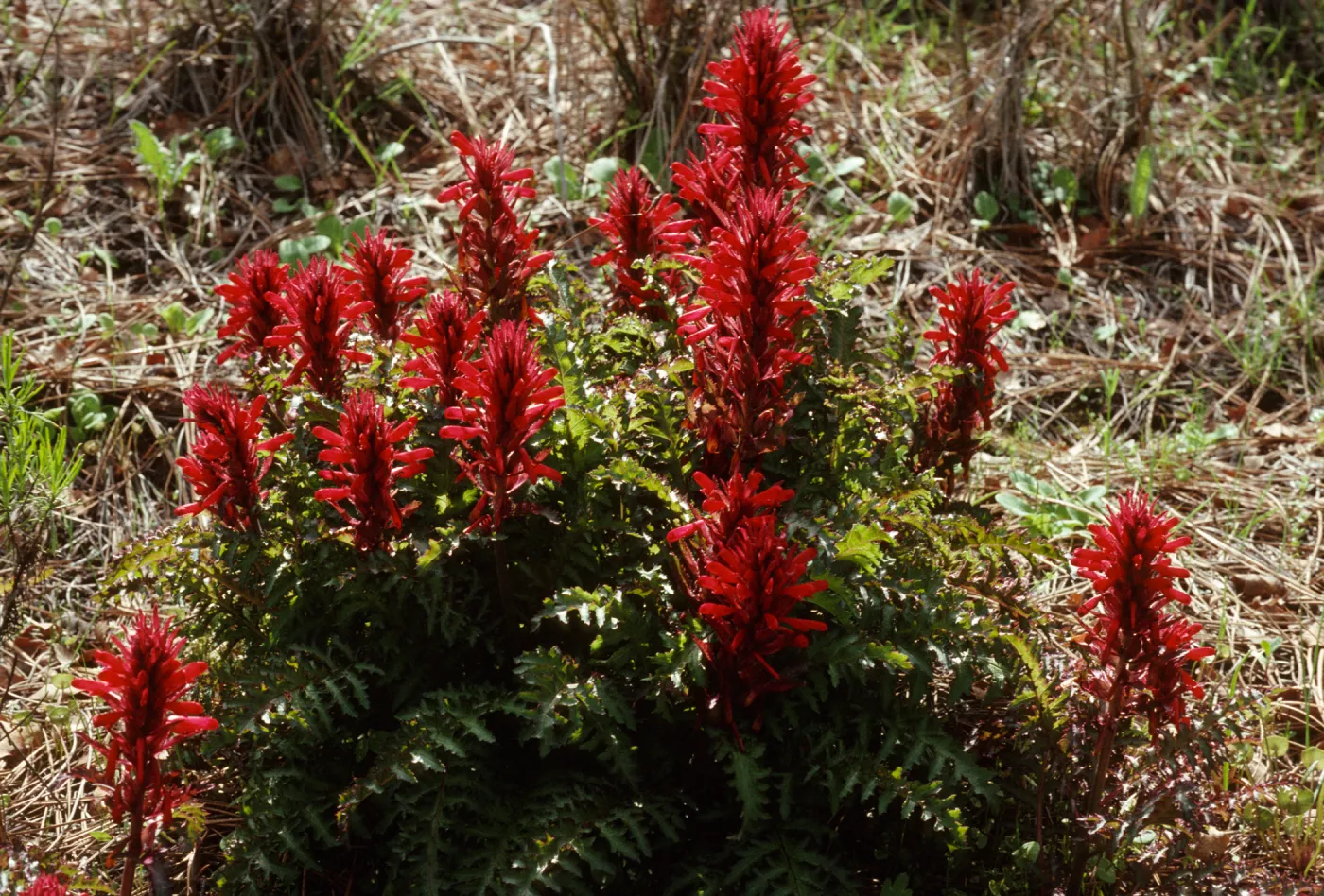 Pedicularis densiflora