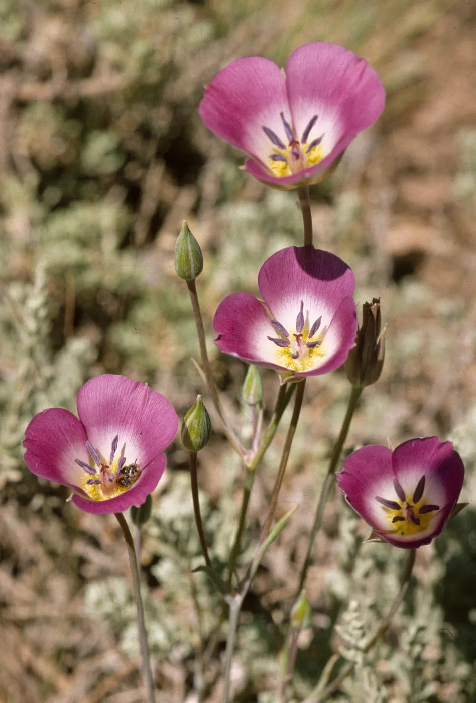 Calochortus splendens Holcomb Valley