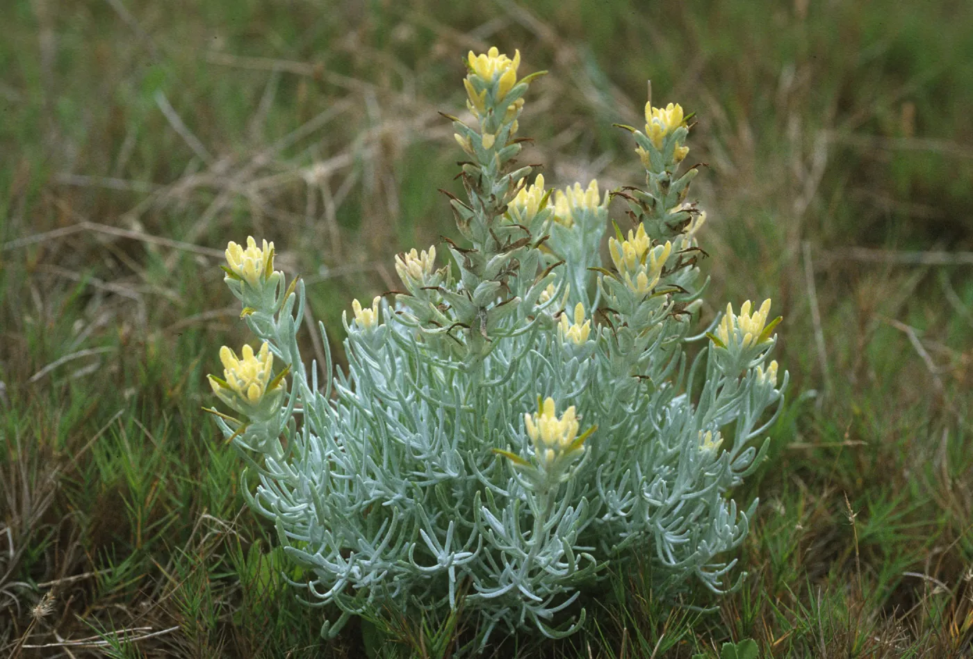 Castilleja hololeuca