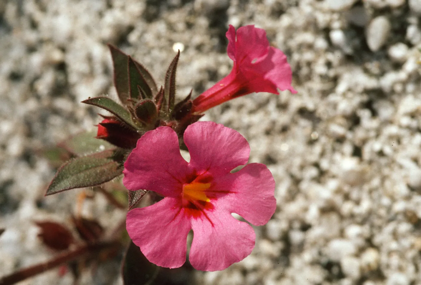 Mimulus bigelovii