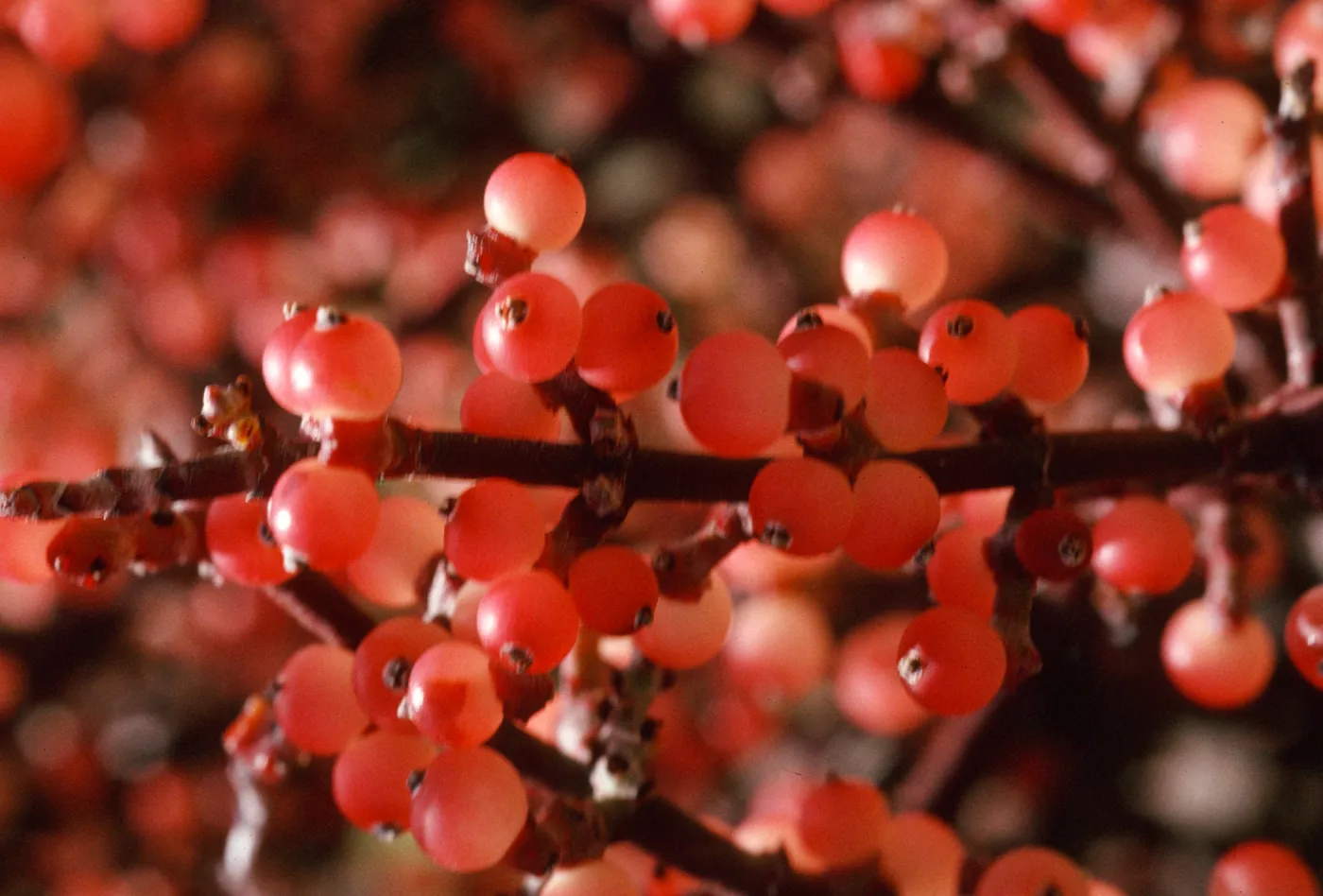 Phoradendron fruits