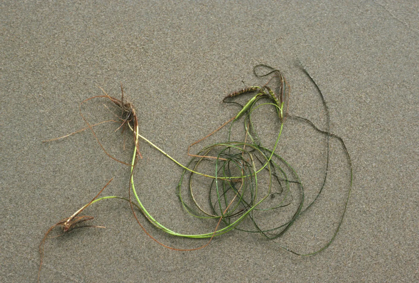 Phyllospadix torreyi