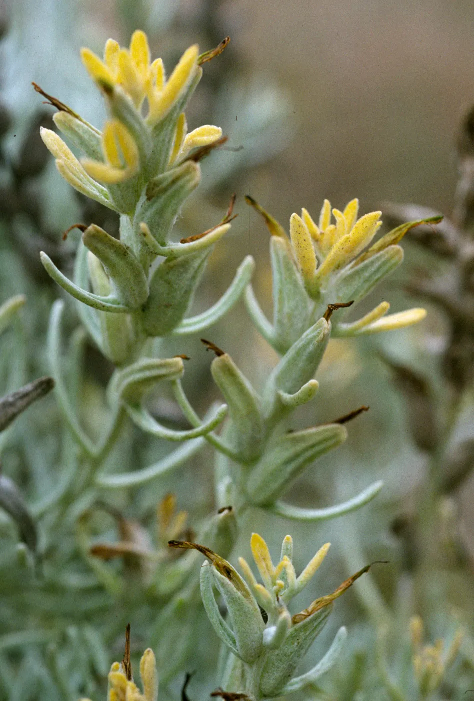 Castilleja hololeuca