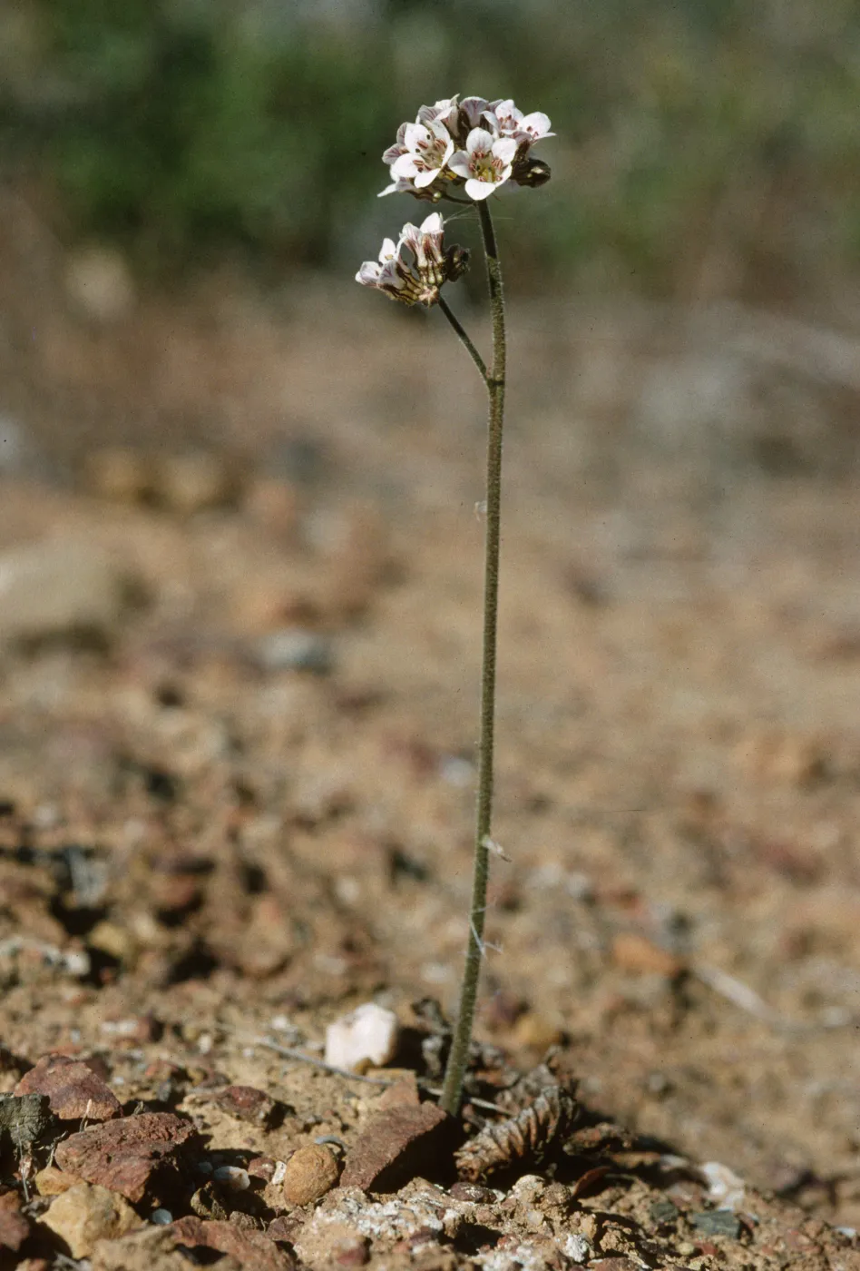 Jepsonia malvifolia