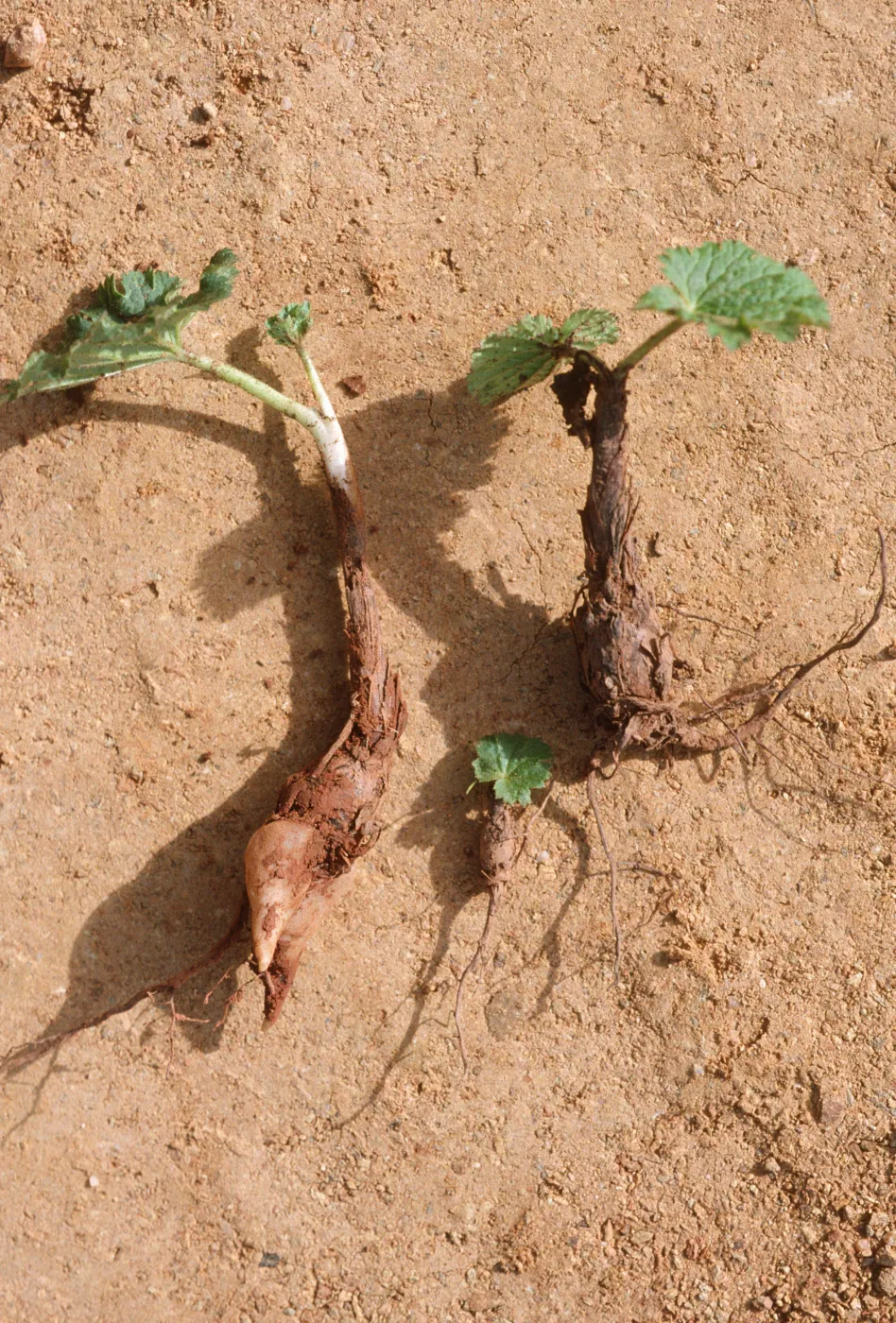 Jepsonia malvifolia