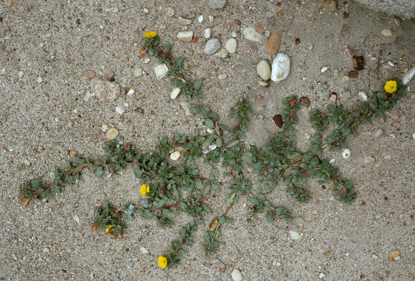 Camissonia cheiranthifolia