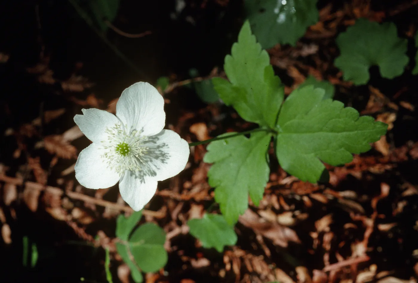 Anemone deltoidea