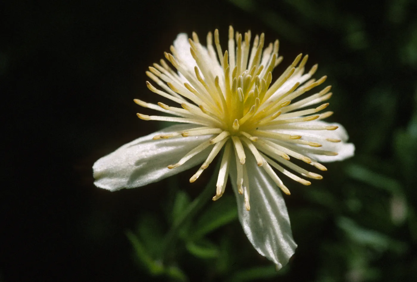 Clematis lasiantha