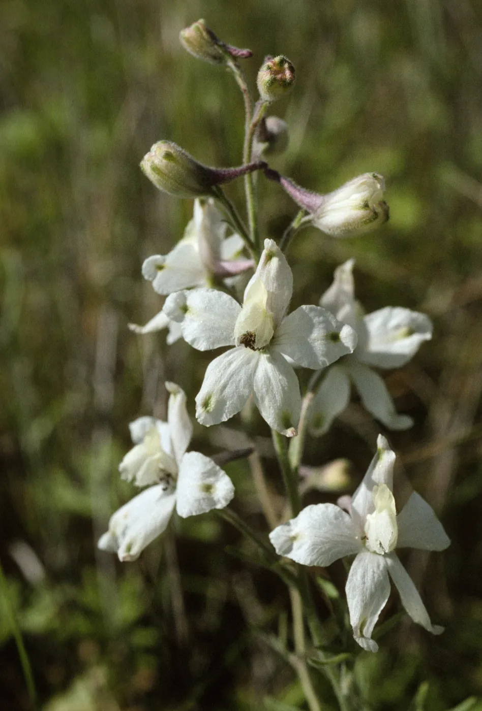 Delphinium kinkiense