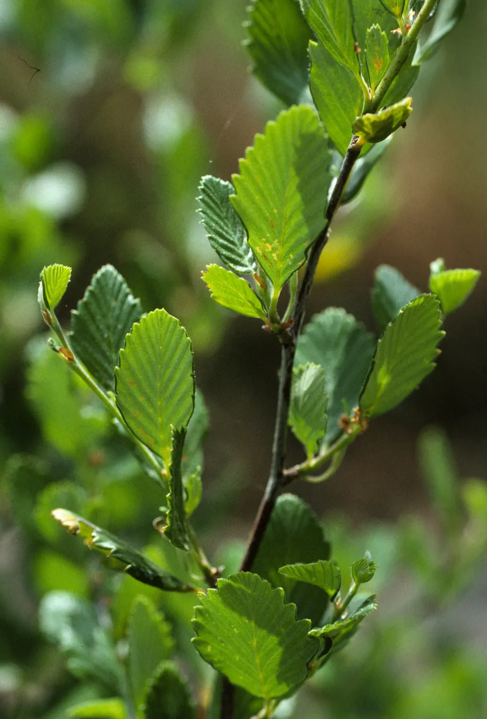 Cercocarpus betuloides