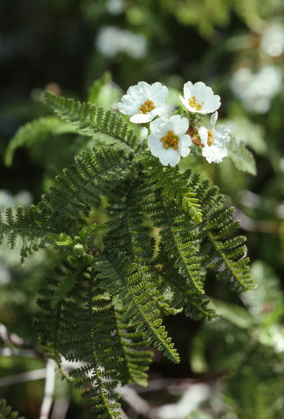 Chamaebatia australis