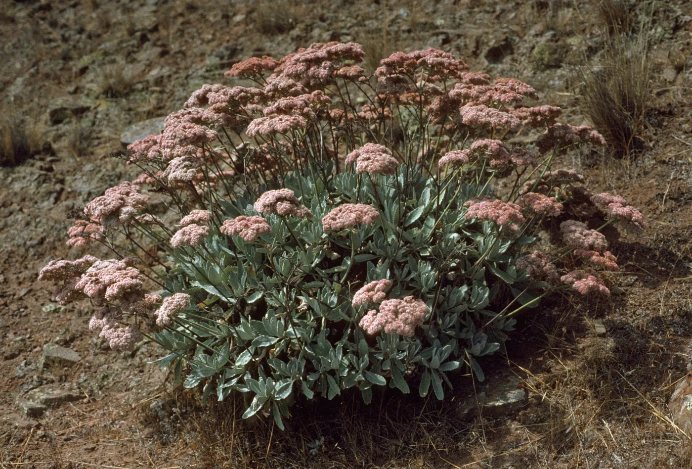 Eriogonum giganteum var. formosum