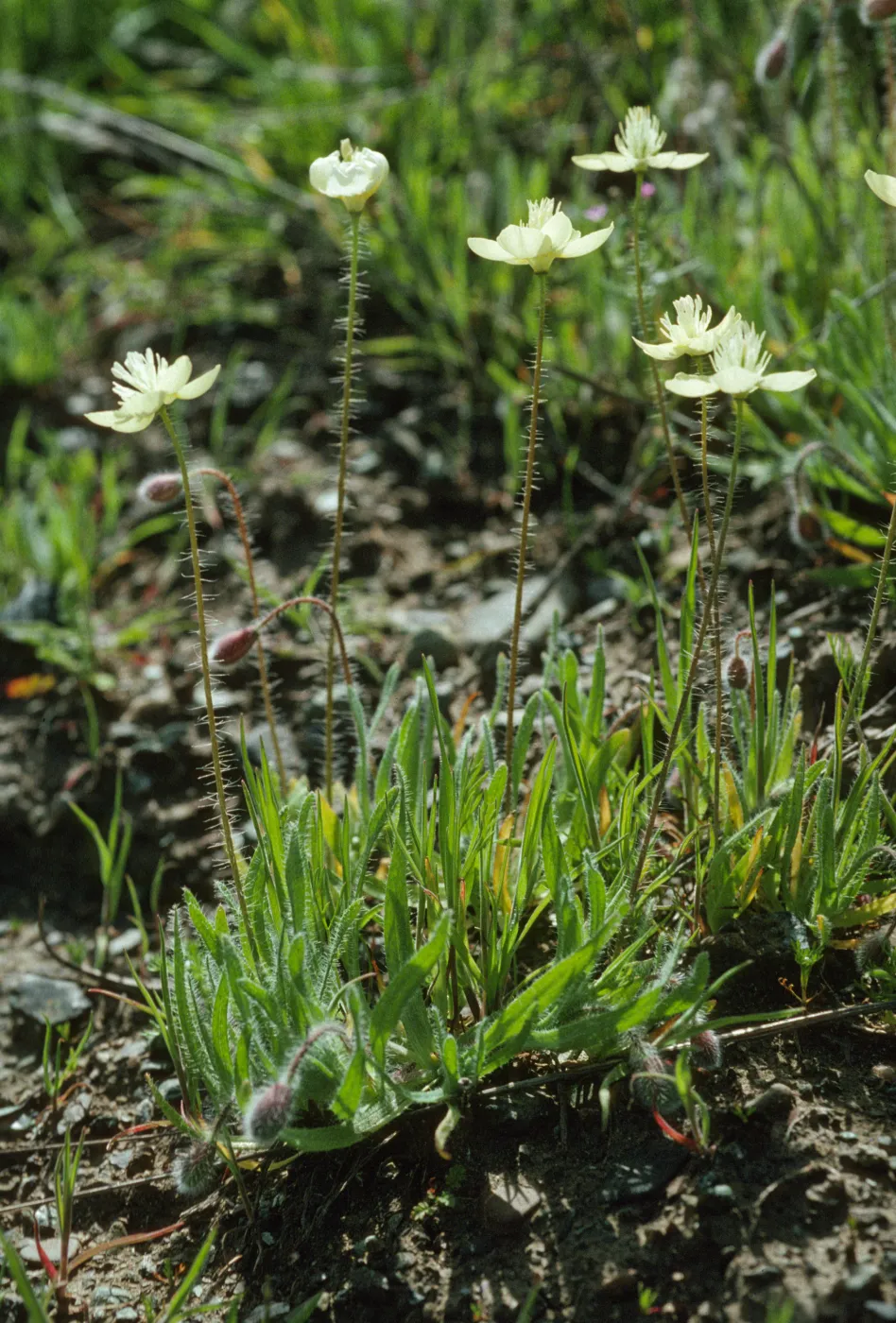 Platystemon californicus