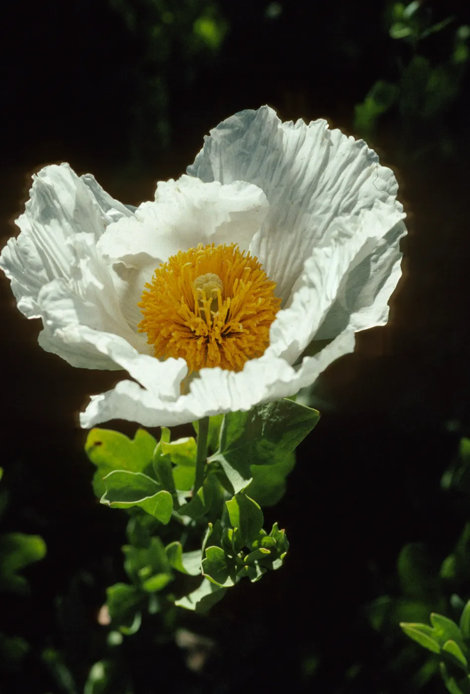 Romneya coulteri