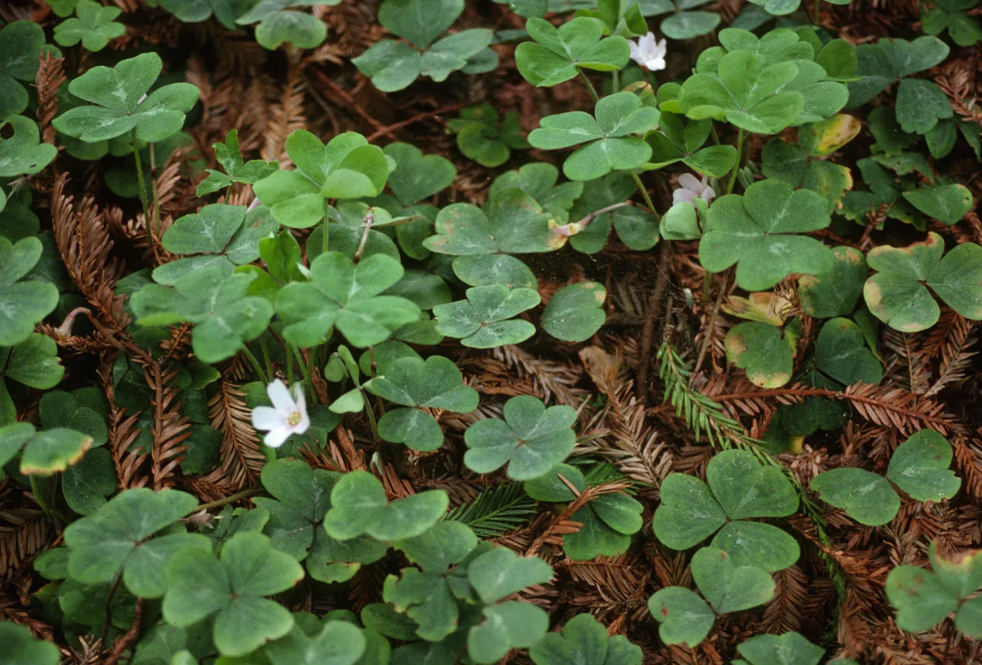 Oxalis oregana