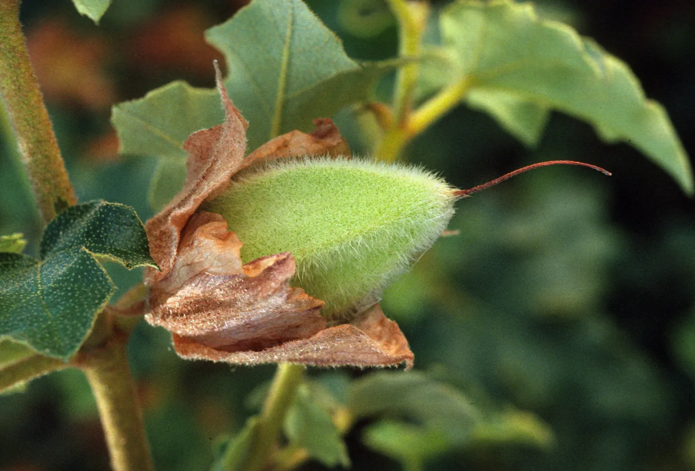 Fremontodendron californicum fruits