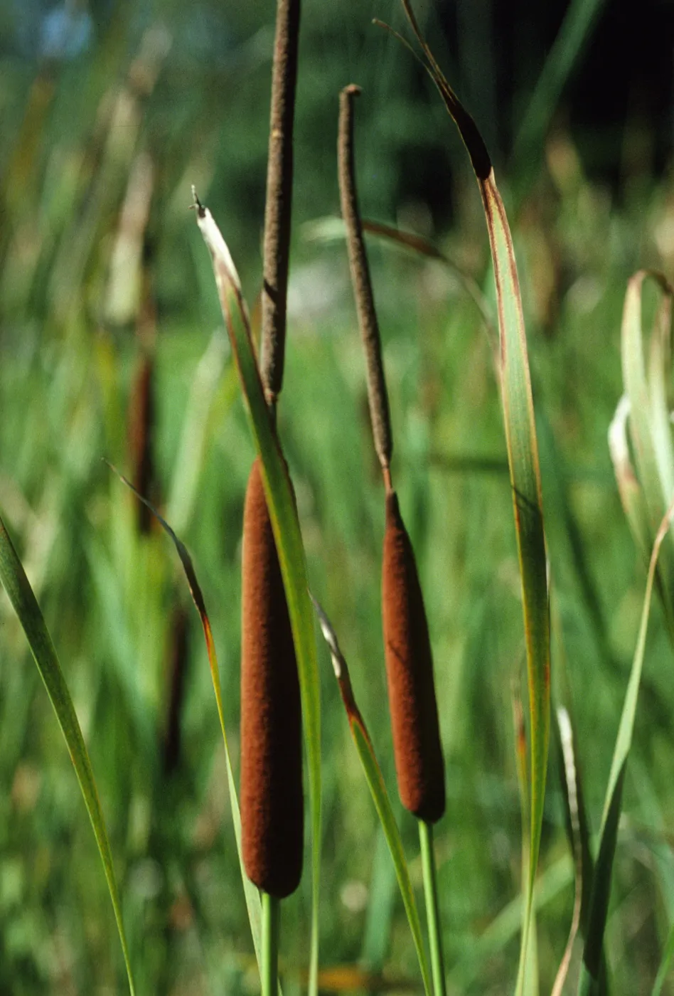 Typha angustifolia