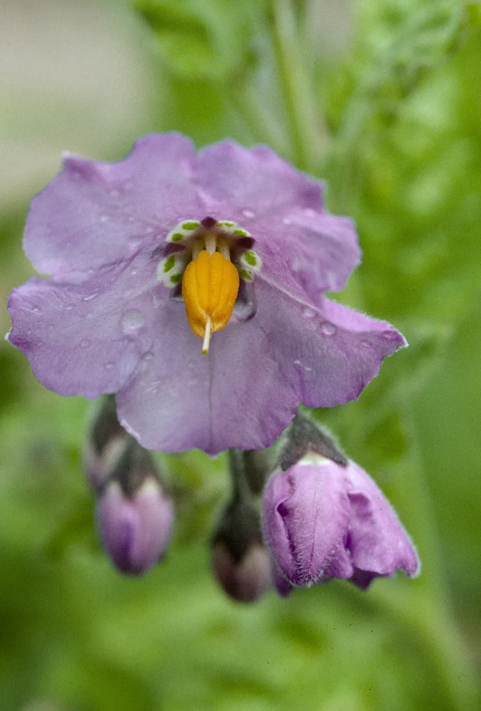 Solanum clokeyi